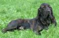  Enya of red and brindle