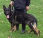Limasmythe Asbo Lucas Of Siebenbaum