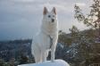 NUCH Invincible Rime Lord Of The White Shepherds