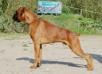 JAKE de la FINCA SAPHO