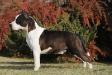 BIS BISS GR.CH.BR. Rainbow Fire Expoited Wins