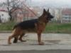 Mufi von Tuni (Kocaeli)