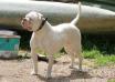  Bulldogisland Cheyenne of Prime Bulls