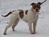 Alexis' Bulldogs Emerald of Simply Incred-a-bull