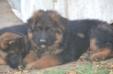 Alonso kuwait k9-team