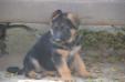 Ana kuwait k9-team