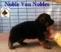Noble Von Nobles