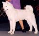 AKC CH Royal's Smooth Operator