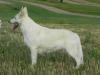  CANTA LUPA FARA White Matahar (Canta Lupa (FCI) Kennel)