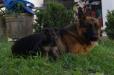 Xena de Monte Regio