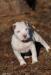 Bingen Bulldogs Just A Lil Bit