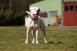 Bingen Bulldogs High All The Time