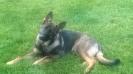 Diesel von Granville