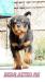 Bear aztec rottweiler kennel
