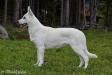 BeDaBlanco Exotic Eira Blaidd Gwyn