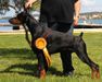 AKC CH, Lux CH Blackjack Bluffer von Jahrestal