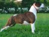 Samba D.M. Amstaff