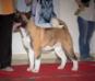 СH UCK, CACIB Exotic Star Emico