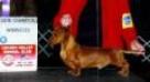 CH (AKC) Rellih's Gigalo By Design-Ms