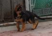 Yankee de Monte Regio