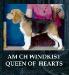 Am Ch Windkist Queen of Hearts