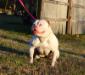 Gridiron Sunday of Epic Bullies