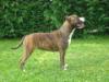 Panama Djomla's Amstaff