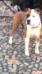 Sq amstaff blanco