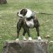 NKC GR CH/ABRA JR CH CloverBull's Cocaine Blues