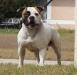 DCKennels/1stPickBullies El Chapo Guzman