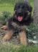 Bella vom Beast wolf