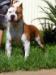 BIS MULTI.CH Amstaff Camarilha Bantim Django