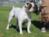 2016 ABA Show Dog of the Year/ ABA CH. DogPound’s Spanky of OAB