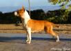 Amazing Beast Dare To Dream
