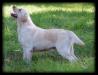 Holmajor Wheat <span style="color: darkblue">CAC, 2 RCAC, Best Puppy, BOB, BPIG</span>