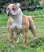 Bomberbulls Mookie