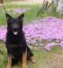 Remington vom Kistha Haus