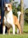 Amstaff Camarilha O Chacal