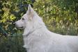NEW ZEALAND CHAMPION Soverenpark Aurick