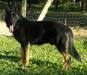 Duke Vom Schwarz Blitz