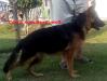 Candy vom Beast wolf