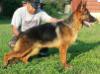 VP2 Ziko vom haus loyal gsd