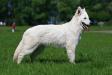 CH/CACIB/CAC/BOB Blondi White Wonder