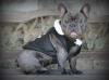 Champion South'n Terr Frenchies Sir Sebastian