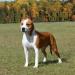 <span style="color: darkred">BISS GCH</span> LBK's Enuf Talk About Ruby of MuleCreek