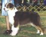 AKC/ASCA CH Criteria's Fly Me To The Moon