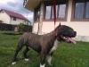 Smart Staff Jurasic Beast
