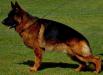 UKC CH Henry vom Zoxan