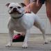 Selene aka 1stPickBullies SnakPak