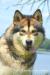 LV & LT & EST CH, BALT CH , LV.J. ,Ogres Junior Winner 2015 NAVRANG BEAR Malamute Sanctuary